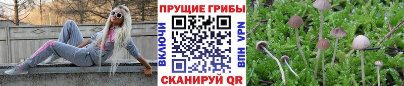 Псилоцибиновые грибы прущие грибы Заволжье