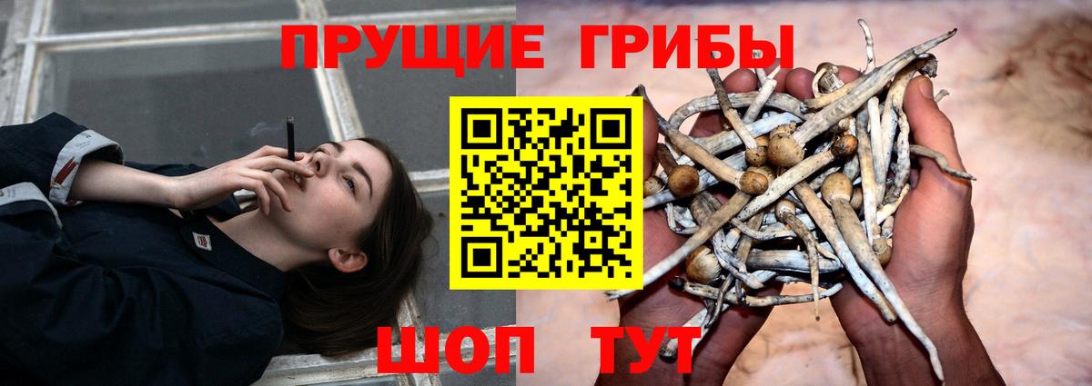 Псилоцибиновые грибы GOLDEN TEACHER  Псилоцибиновые грибы Psilocybine cubensis  Вход с VPN  Заволжье 